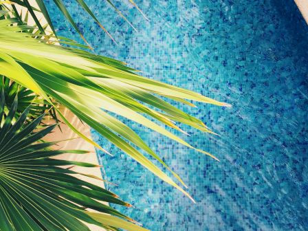 A vibrant blue swimming pool is partially shaded by lush green palm leaves from the top left corner.